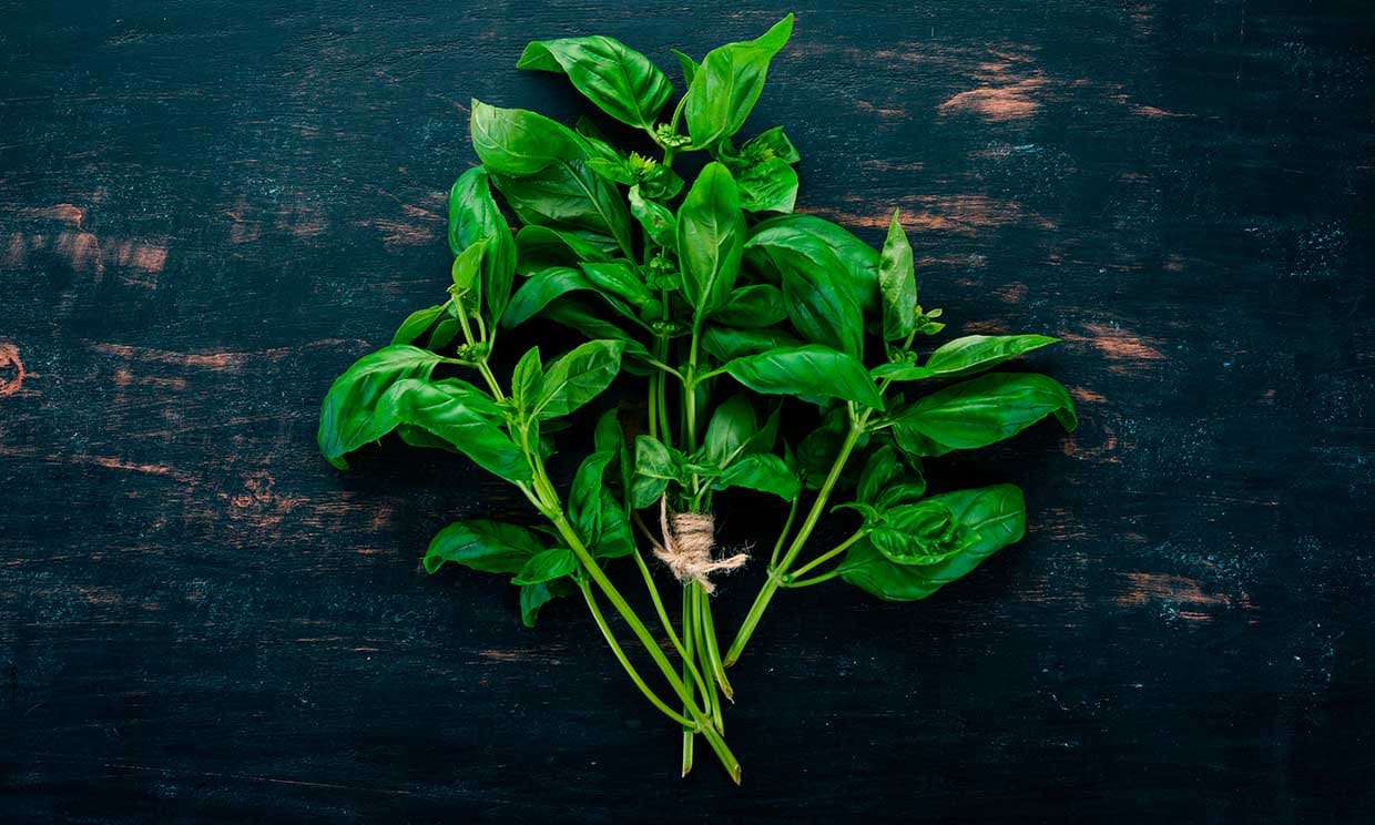 ¿Qué beneficios ofrece la albahaca?