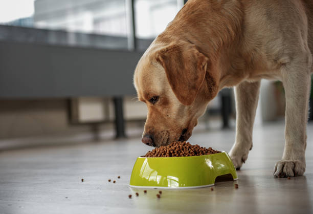 Cuida de tu peludo amigo: Alimentos que nunca debes darle a tu perro